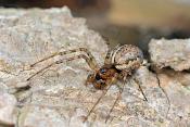 lentehangmatspin (Neriene montana) 3-2012 5226